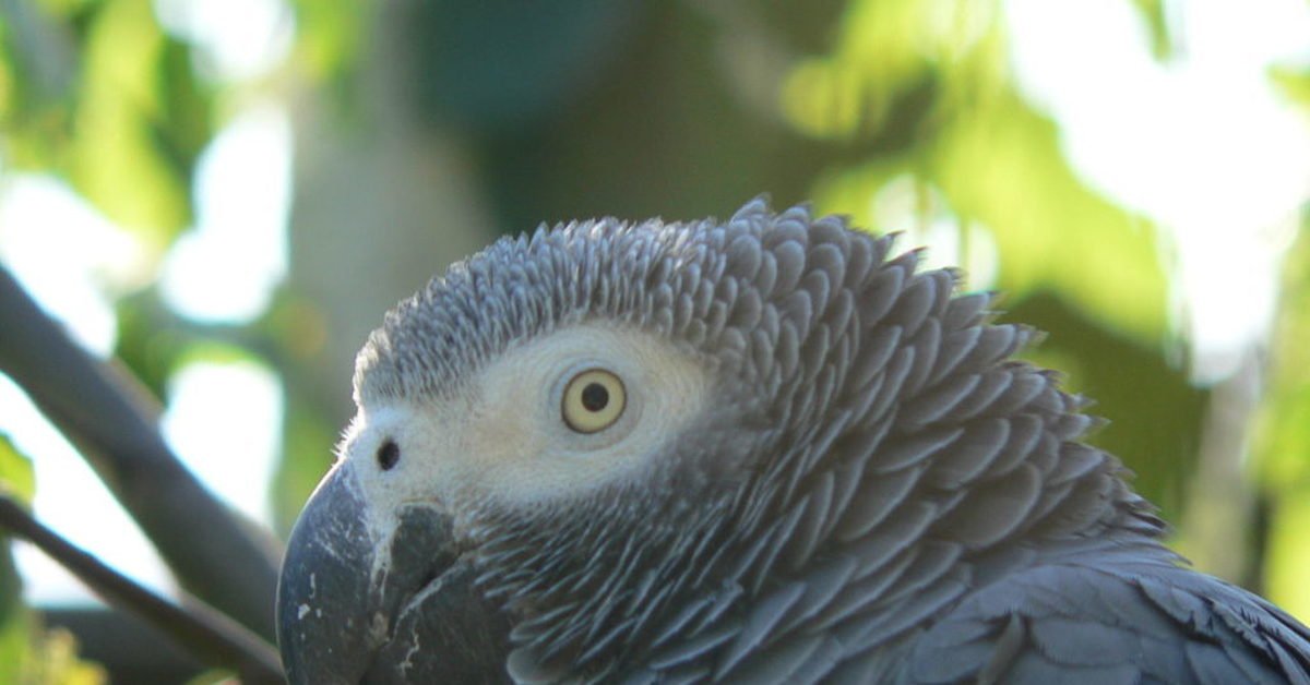 GreyParrot